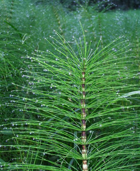 Dettaglio delle microfille annulate sul fusto di Equisetum arvense
