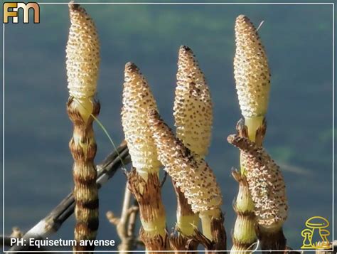 Strobilo maturo e spore di Equisetum arvense con apteri dispiegati