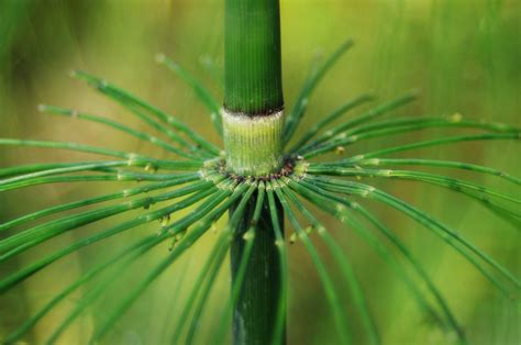 Preparazione di un decotto di Equisetum arvense per uso fitoterapico