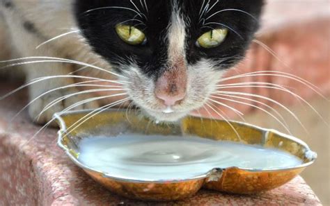 gatto adulto che beve da una ciotola di latte