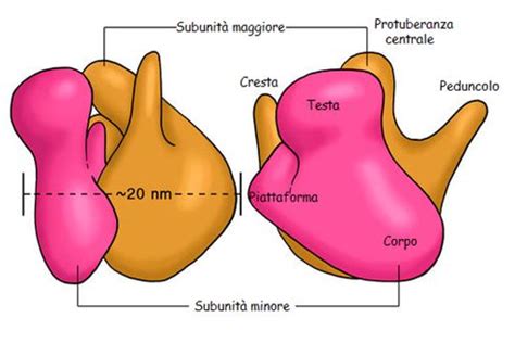 Struttura molecolare della Beta-hCG con le sue subunità alfa e beta