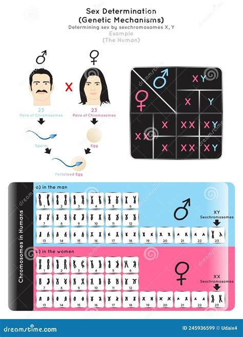 schema che illustra la determinazione genetica del sesso del nascituro
