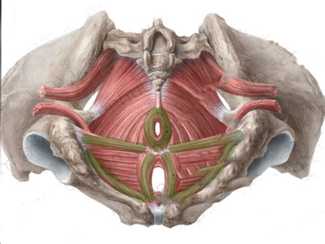 Schema dei muscoli del pavimento pelvico e l'impatto dell'episiotomia