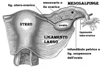 Ovaio, tuba singola e utero
