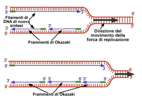Schema del rilascio di frammenti di DNA placentare (apoptosi del trofoblasto) nel torrente circolatorio materno
