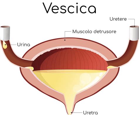 infografica che illustra il percorso del D-mannosio nell'organismo: dai reni alla vescica, distinto dal sistema riproduttivo
