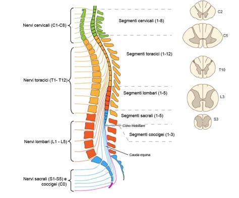 Diagramma del midollo spinale umano con evidenza delle cellule nervose motorie colpite dalla polio