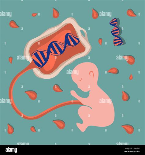 Diagramma della raccolta cellule staminali dal cordone ombelicale