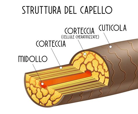 Microscopia della struttura del capello