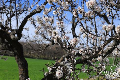Campo di mandorli in fiore sotto il sole primaverile