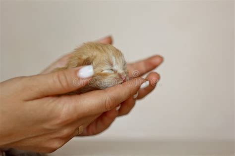 gattino neonato tra le mani