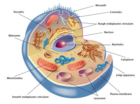 schema del funzionamento di una cellula multipotente derivata dalla placenta