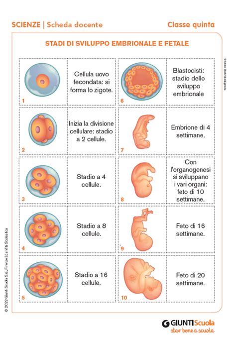 Schema del processo di sviluppo fetale della pelle