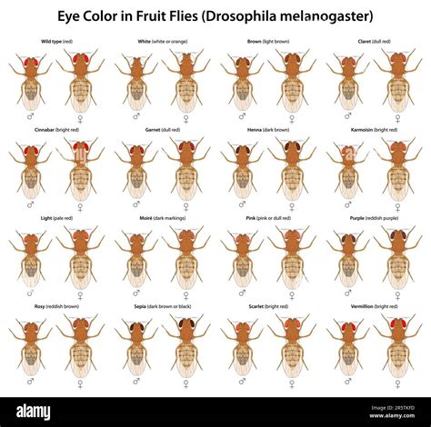 Morfologia generale di un esemplare adulto di Drosophila melanogaster