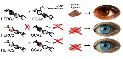 Diagramma che illustra i geni OCA2 e HERC2 e la loro relazione con la produzione di melanina