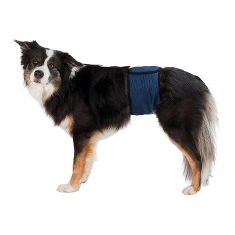 Cane che indossa una fascia igienica