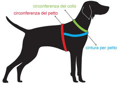 Prendere le misure del cane per la fascia