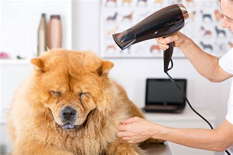 cucciolo asciugato con phon