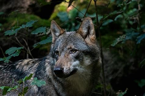 Lupo appenninico nel bosco