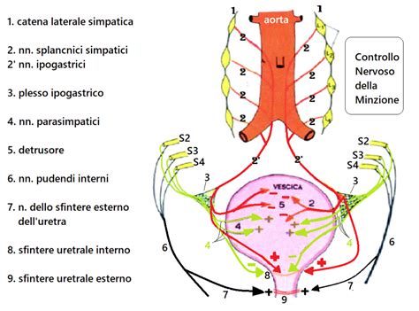 rappresentazione anatomica dell'apparato genito-urinario femminile e gli effetti della carenza ormonale