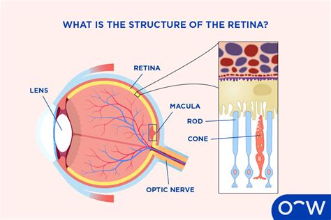 rappresentazione anatomica della macula e della retina umana