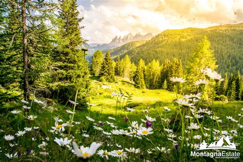 Panorama estivo dell'Alpe Cimbra con prati fioriti e montagne