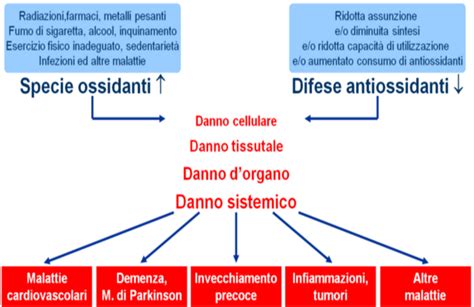 Schema che illustra il meccanismo dello stress ossidativo nell'infertilità maschile, mostrando ROS che danneggiano spermatozoi e DNA