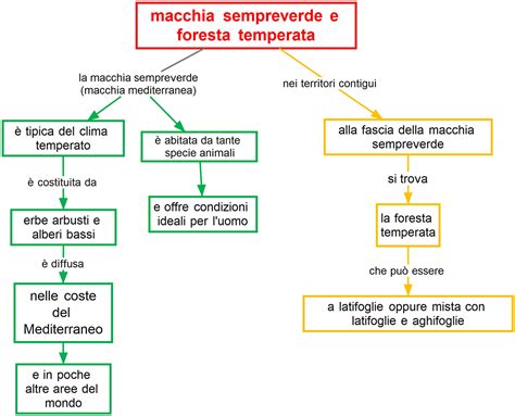 rappresentazione concettuale di una foresta incontaminata