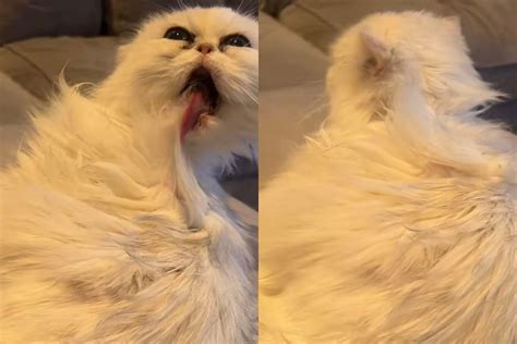 Gattino che si pulisce il pelo