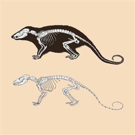 Anatomia dell'opossum