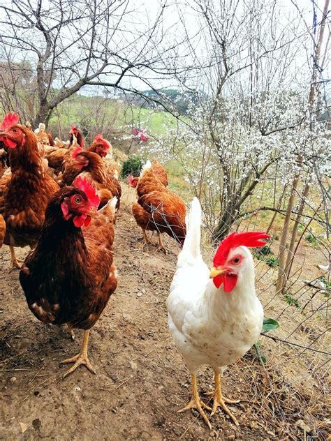 galline felici in un ampio giardino verde