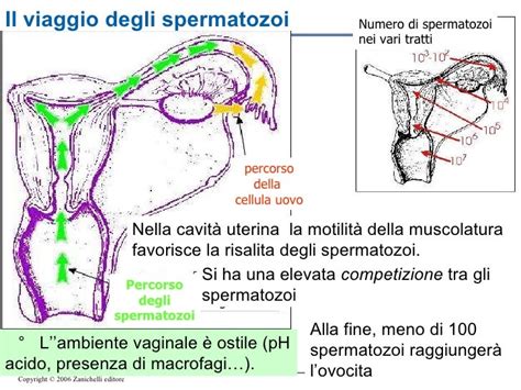 rappresentazione grafica del percorso degli spermatozoi verso le tube