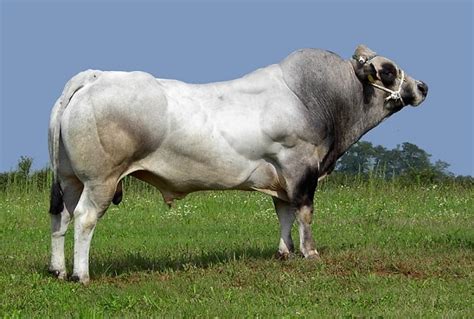 Vitello di razza Piemontese in ambiente controllato