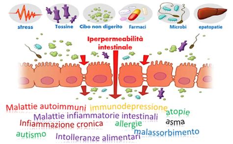 Schema grafico che mostra la permeabilità intestinale del vitello nelle prime 24 ore