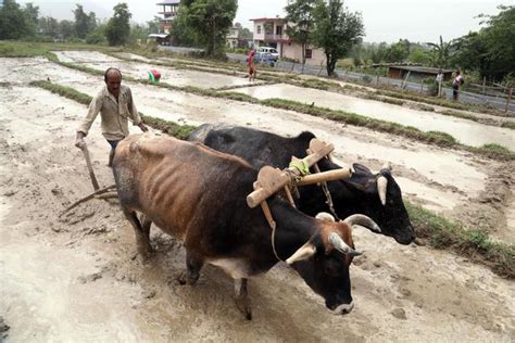 Aratura con buoi nel campo
