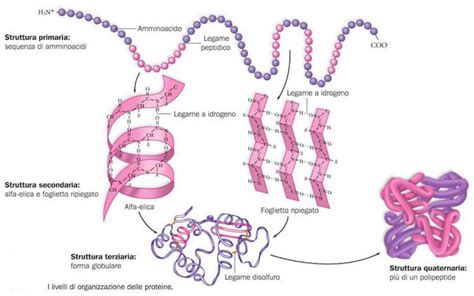 Diagramma della struttura delle proteine (primaria, secondaria, terziaria)