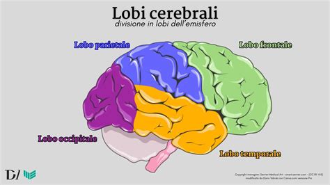 rappresentazione stilizzata del cervello infantile che elabora stimoli sensoriali