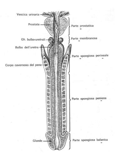 Diagramma che illustra il sistema riproduttivo maschile e le vie spermatiche