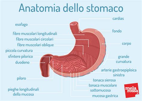 Anatomia esofago e stomaco lattante