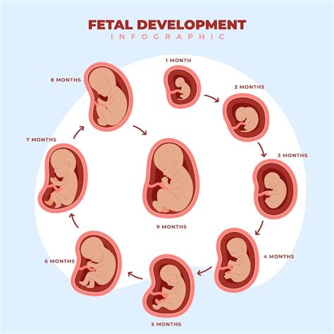 Screenshot dell'app Pregnancy+ con informazioni sullo sviluppo fetale