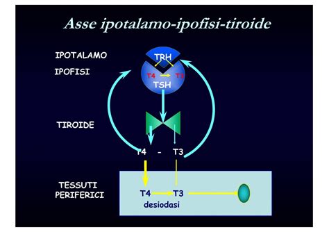 Diagramma dell'asse ipotalamo-ipofisi-tiroide