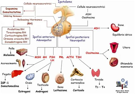 Diagramma che illustra la struttura dell'ipofisi e la produzione di GH