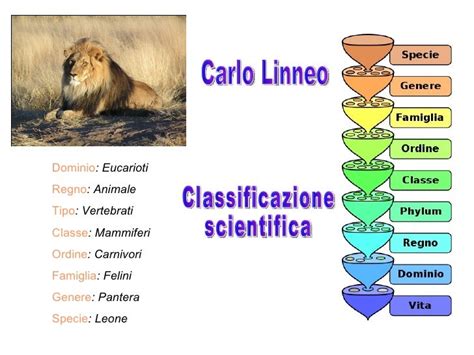 Diagramma che illustra la classificazione dei generi hentai