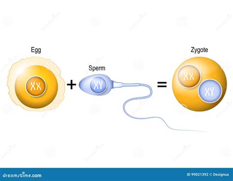 Diagramma dello zigote che si divide in blastomeri