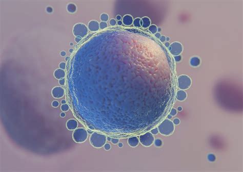 Immagine al microscopio di una morula