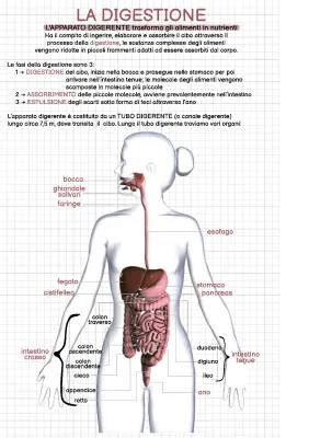 schema grafico sulla digestione e i tempi dei pasti notturni