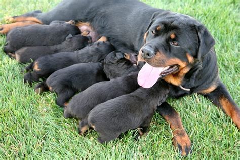 cuccioli cane allattamento artificiale