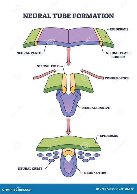 schema grafico del tubo neurale e dell'importanza dell'integrazione