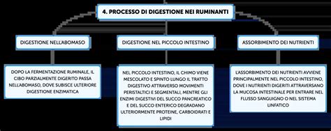 infografica sulle fasi dello sviluppo digestivo nei ruminanti