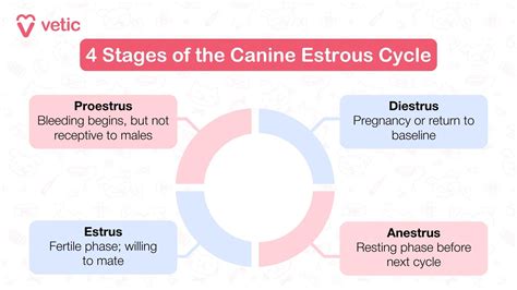 Graphic showing the canine estrous cycle phases